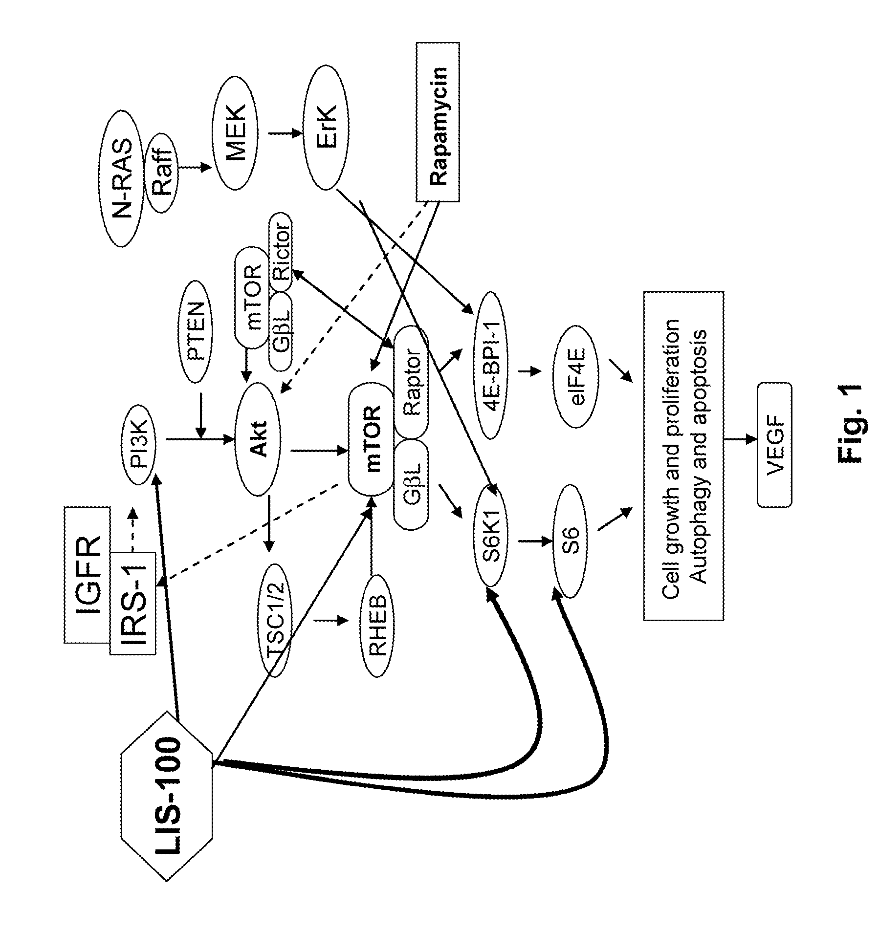 Sweet Gum Fruit Extract as a Therapeutic Agent