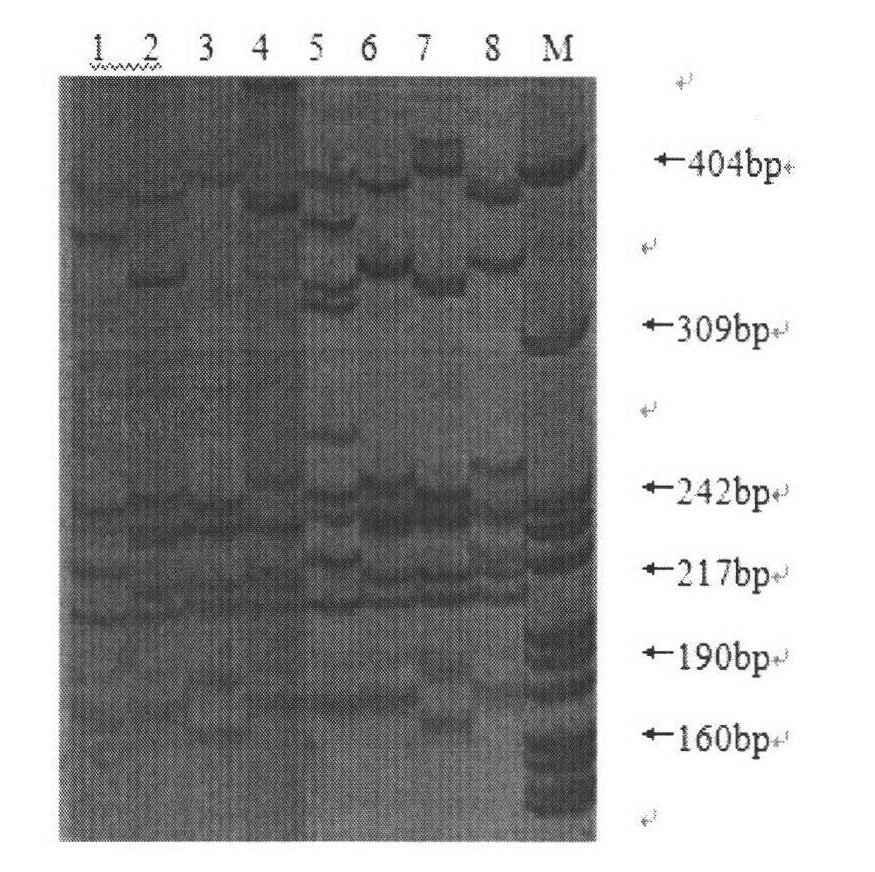 Sextuple PCR (polymerase chain reaction) detection method of portunus trituberculatus miers microsatellite marker