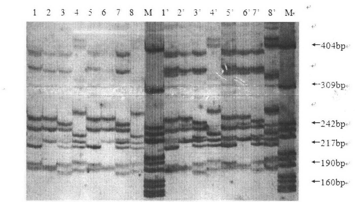 Sextuple PCR (polymerase chain reaction) detection method of portunus trituberculatus miers microsatellite marker