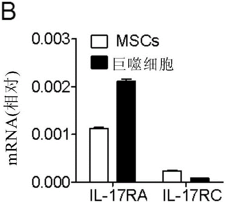 Application of IL-17 in improving mesenchymal stem cell immunity inhibition function