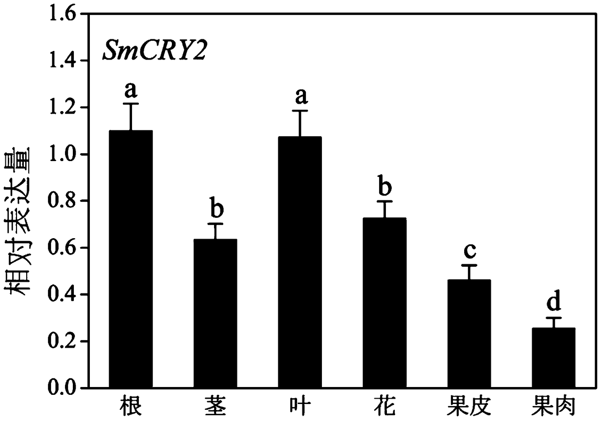 Eggplant cryptochrome gene smcry2 and its use