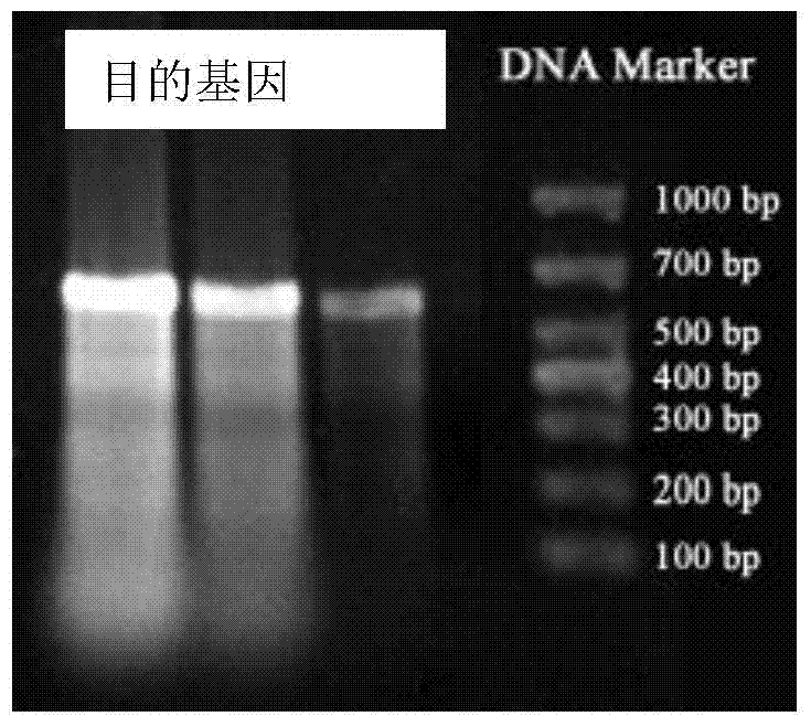 Nucleic acid molecule used for interfering macrobrachium rosenbergii male reproduction, and preparation method thereof