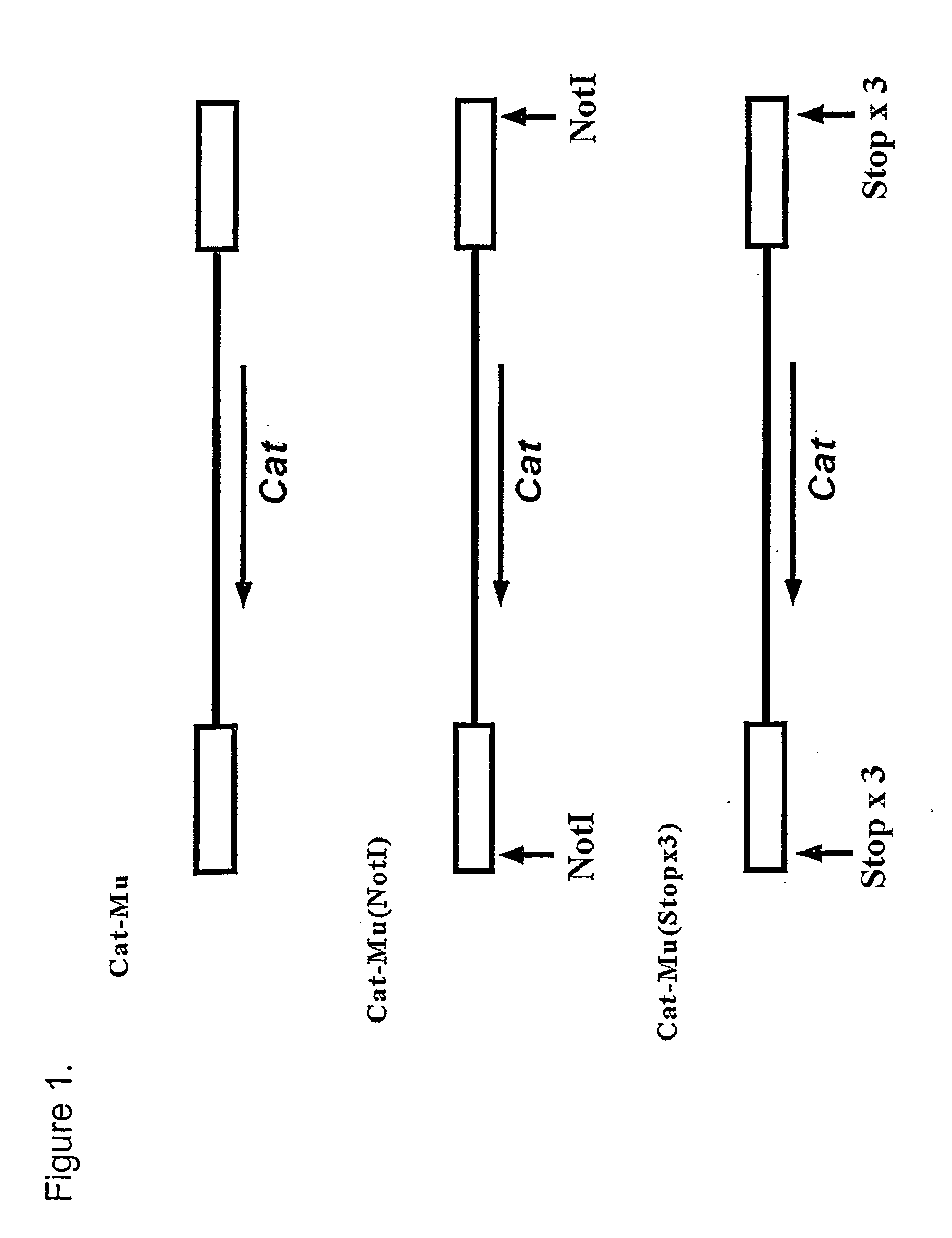 Method and materials for producing deletion derivatives of polypeptides