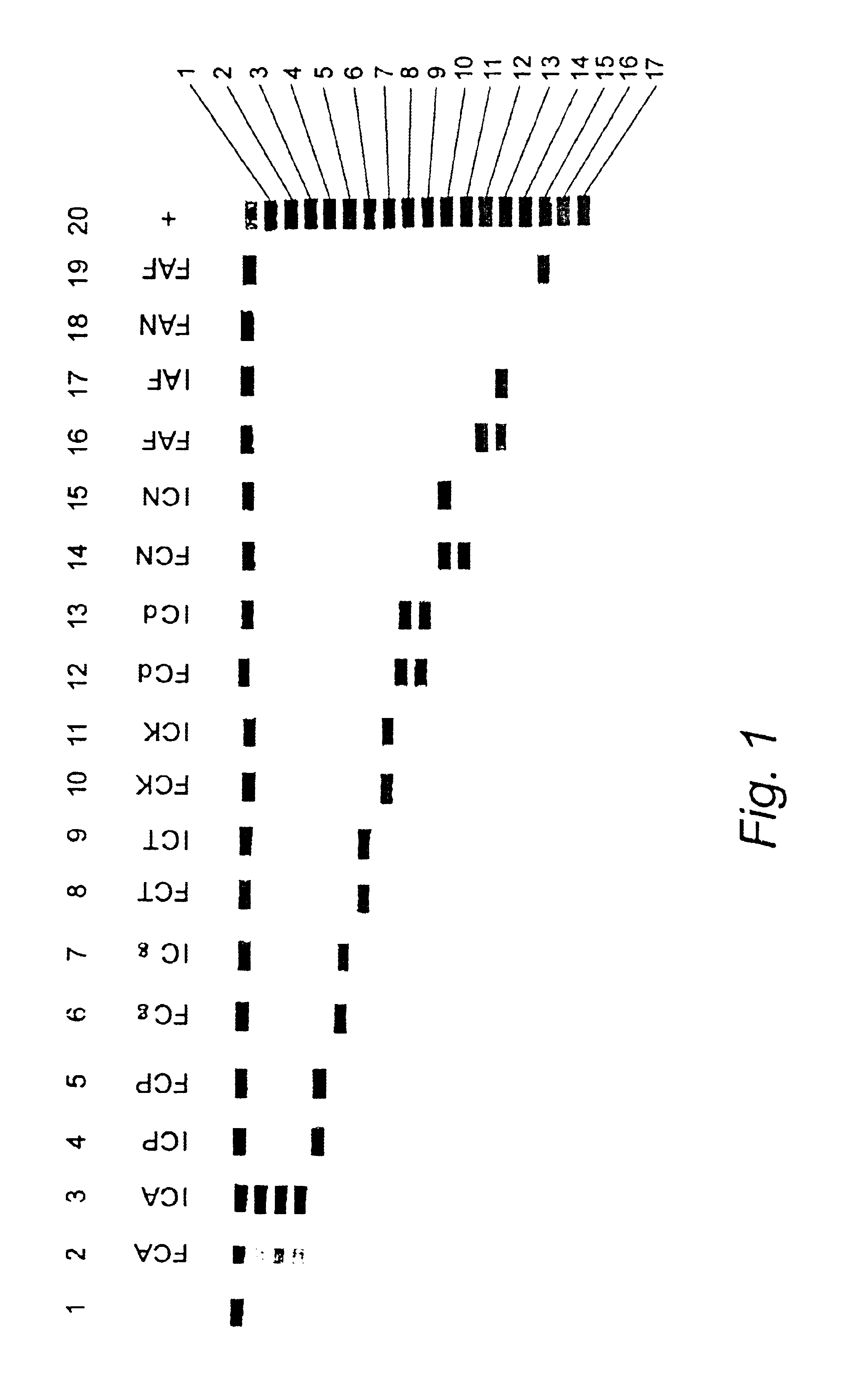 Nucleic acid probes and methods for detecting clinically important fungal pathogens