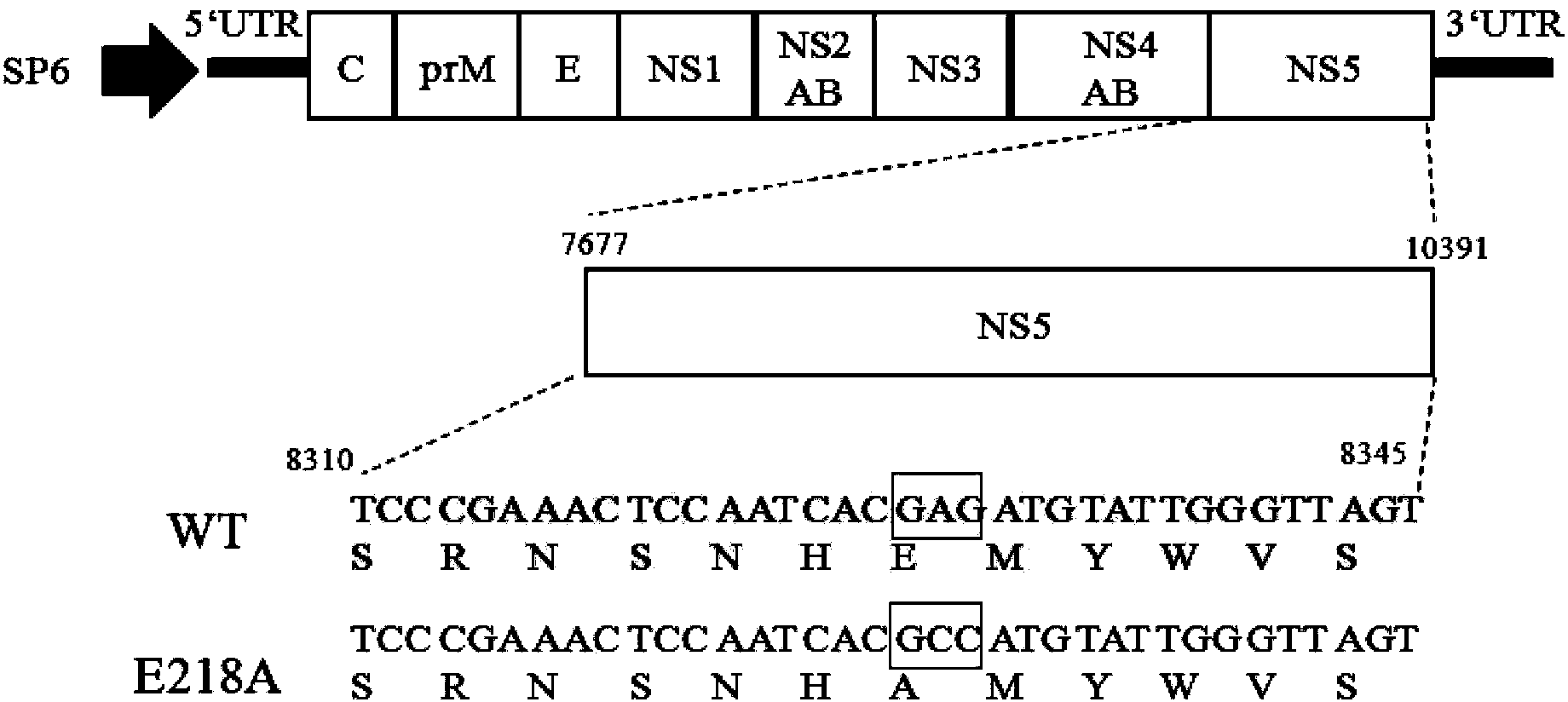 Recombinant encephalitis B virus and application thereof