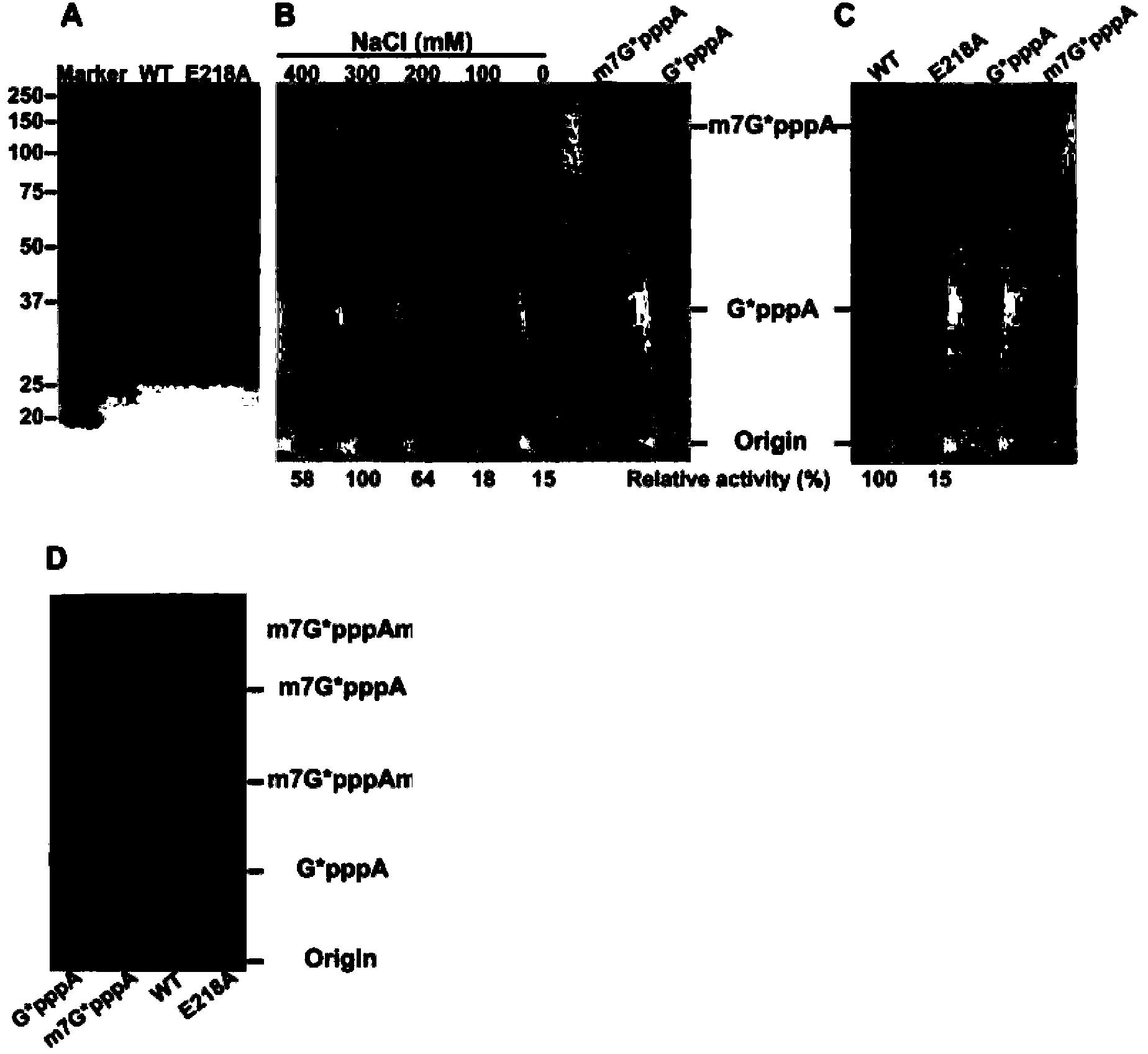 Recombinant encephalitis B virus and application thereof