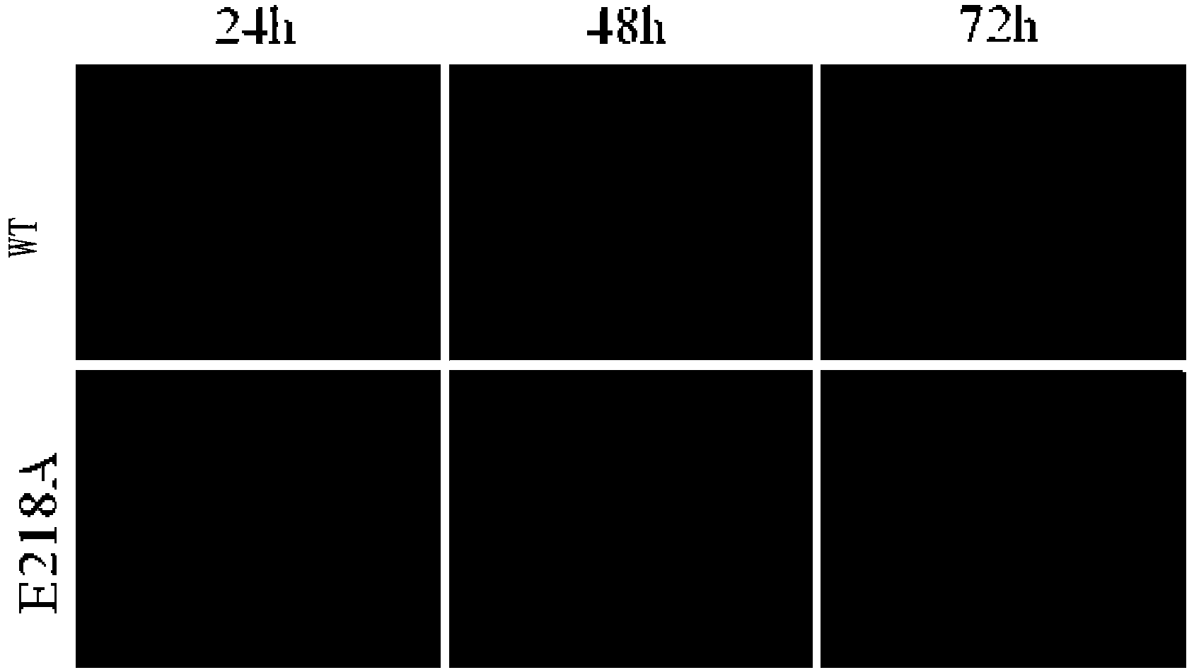 Recombinant encephalitis B virus and application thereof