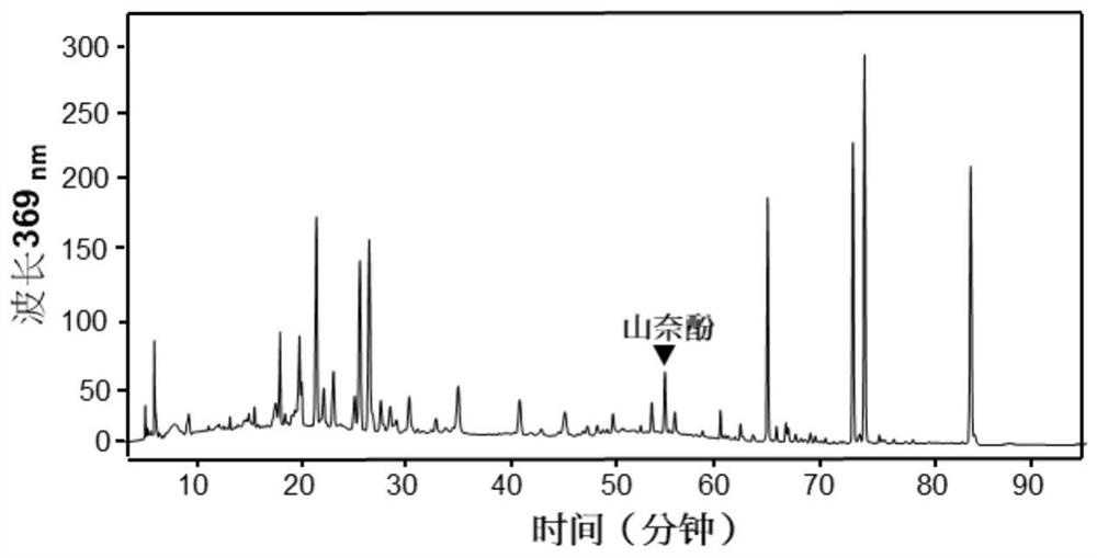 Application of kaempferol and its analogs