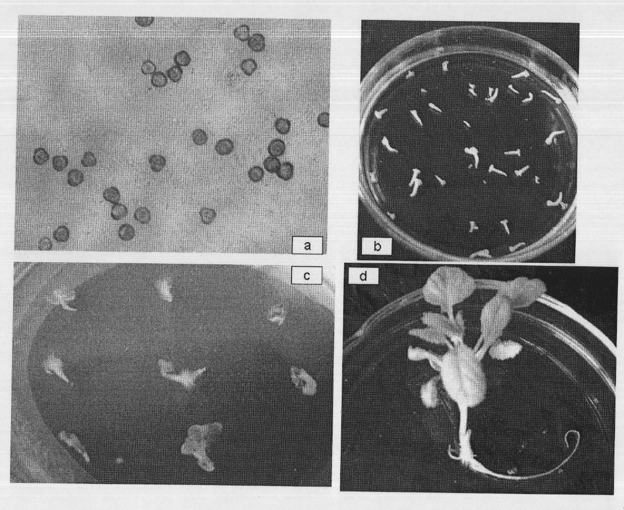 Method for breeding recessive nuclear sterile temporary maintainer line by utilizing Brassica napus microspore culture technology