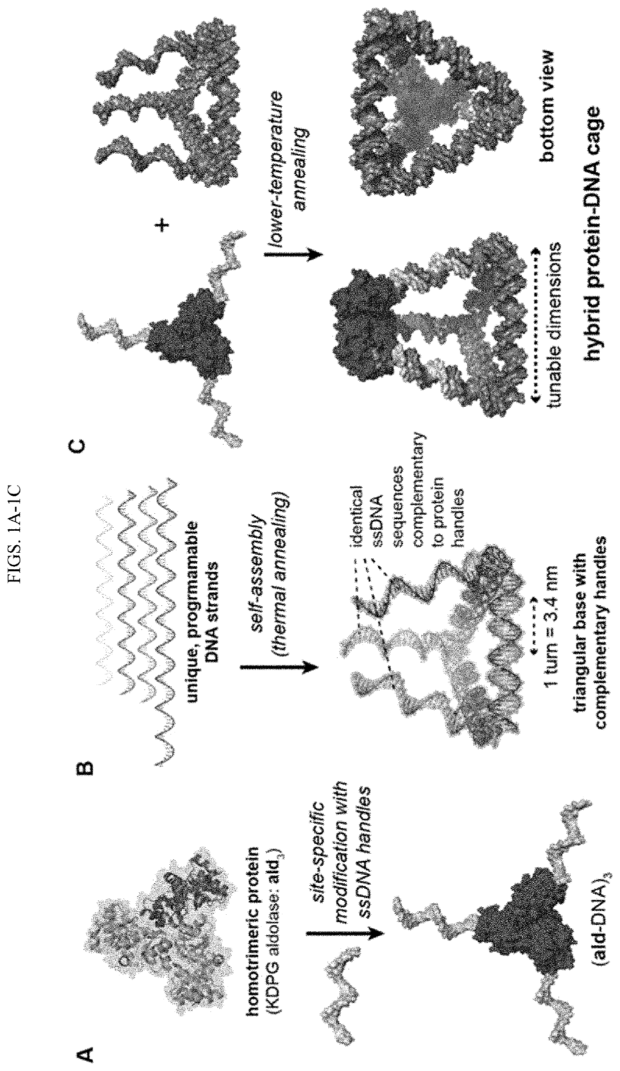 Tunable nanoscale cages from self-assembling DNA  and protein building blocks