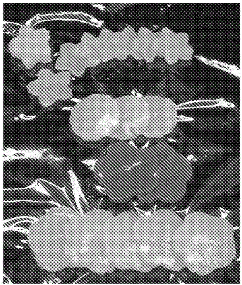 Milk processed food using whey and manufacturing method thereof