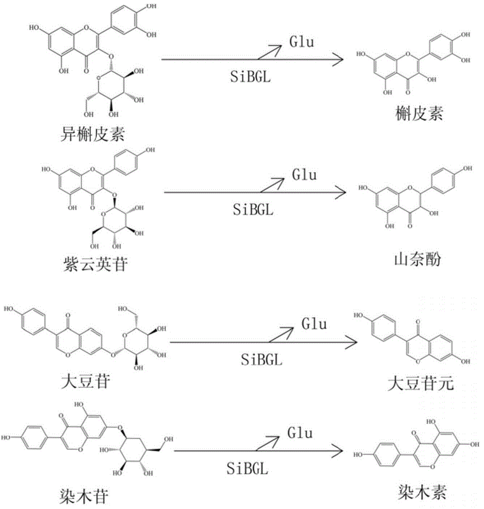 High-temperature resistant flavonoid aglycone invertase and applications thereof
