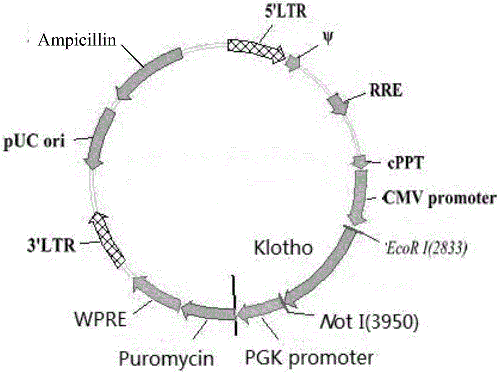 Use of Klotho gene editing in hetero-kidney transplatation