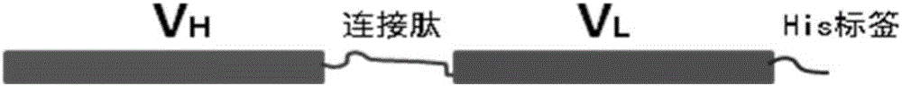 Anti-human-CPR (C reactive protein) antibody and application thereof