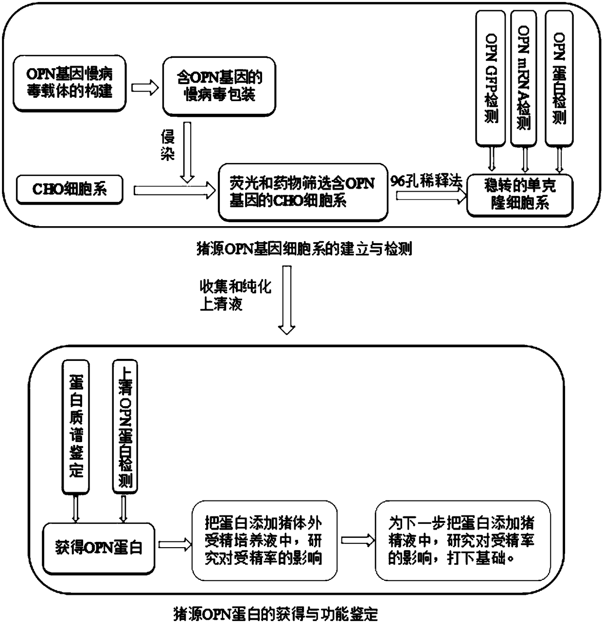 Recombinant lentiviral vector as well as recombinant lentivirus and application thereof