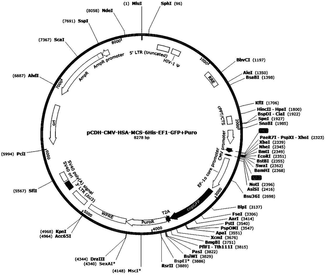 Recombinant lentiviral vector as well as recombinant lentivirus and application thereof