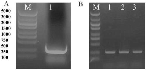 Recombinant lentiviral vector as well as recombinant lentivirus and application thereof