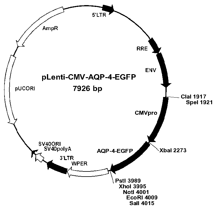 Method for simultaneously detecting central demyelinating autoantibodies AQP4, MOG and MBP