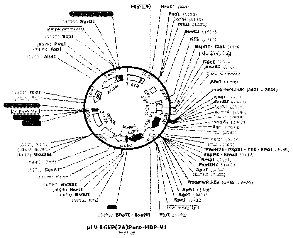 Method for simultaneously detecting central demyelinating autoantibodies AQP4, MOG and MBP