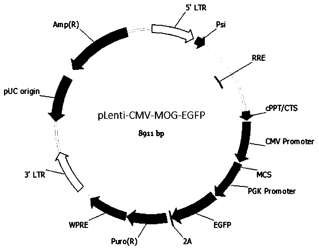 Method for simultaneously detecting central demyelinating autoantibodies AQP4, MOG and MBP