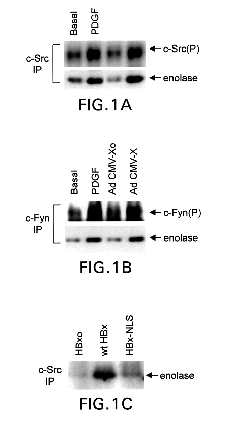 Inhibition of the Src kinase family pathway as a method of treating HBV infection and hepatocellular carcinoma