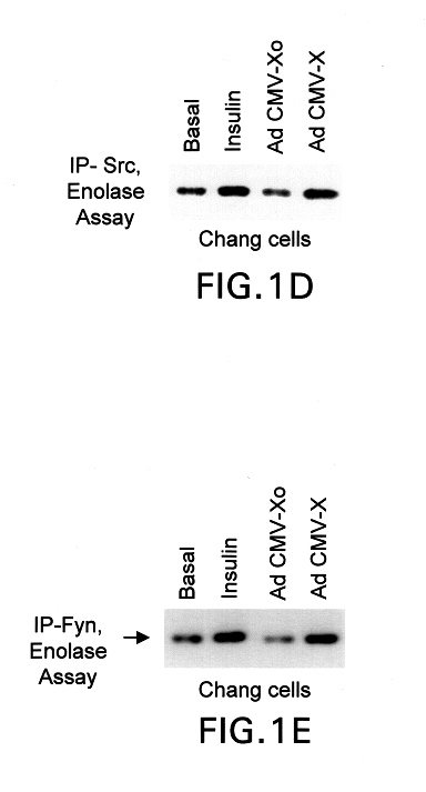 Inhibition of the Src kinase family pathway as a method of treating HBV infection and hepatocellular carcinoma