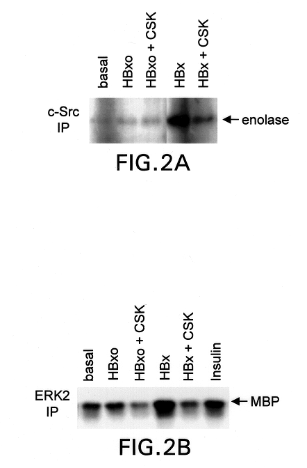 Inhibition of the Src kinase family pathway as a method of treating HBV infection and hepatocellular carcinoma