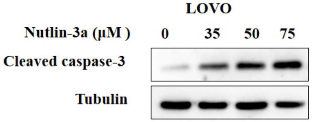 Use of MDM2 inhibitor Nutlin-3a in preparing medicine for apoptosis of cancer cells induced by activating endoplasmic reticulum stress