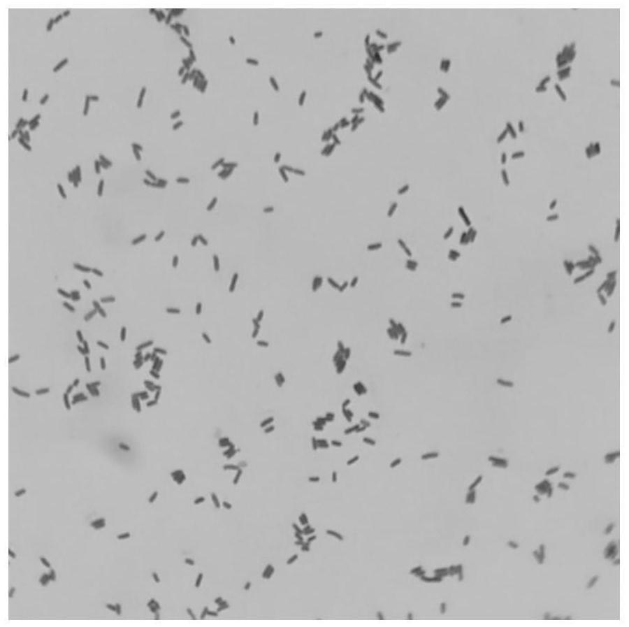Saline-alkaline tolerant enterobacter cloacae and production method and application of viable bacterium preparation of saline-alkaline tolerant enterobacter cloacae