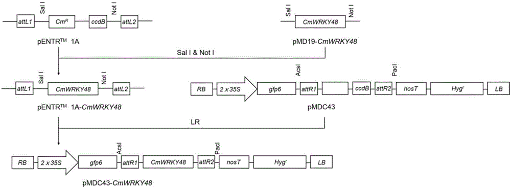 Cultivation, identification method and application of transgenic cmwrky48 cut chrysanthemum