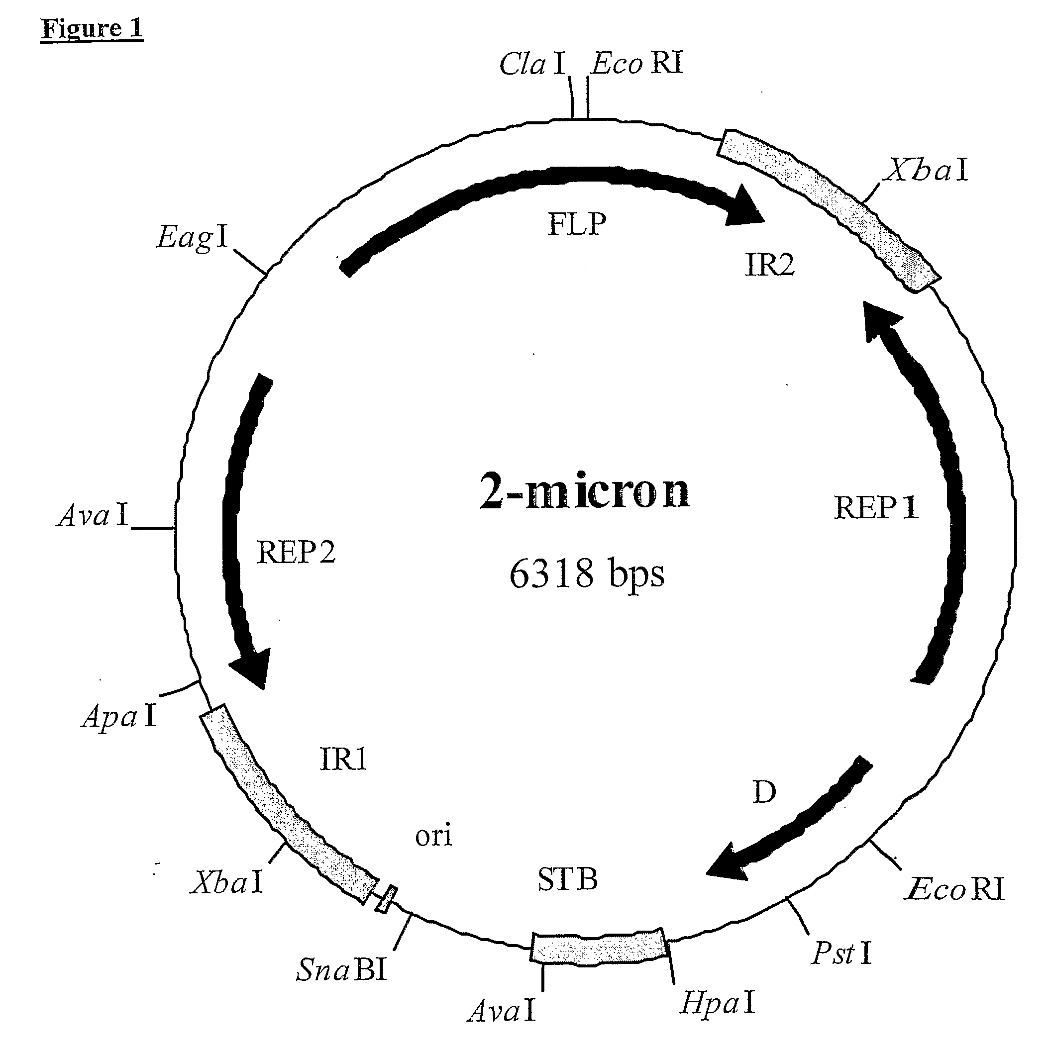 2-Micron Family Plasmid and Use Thereof