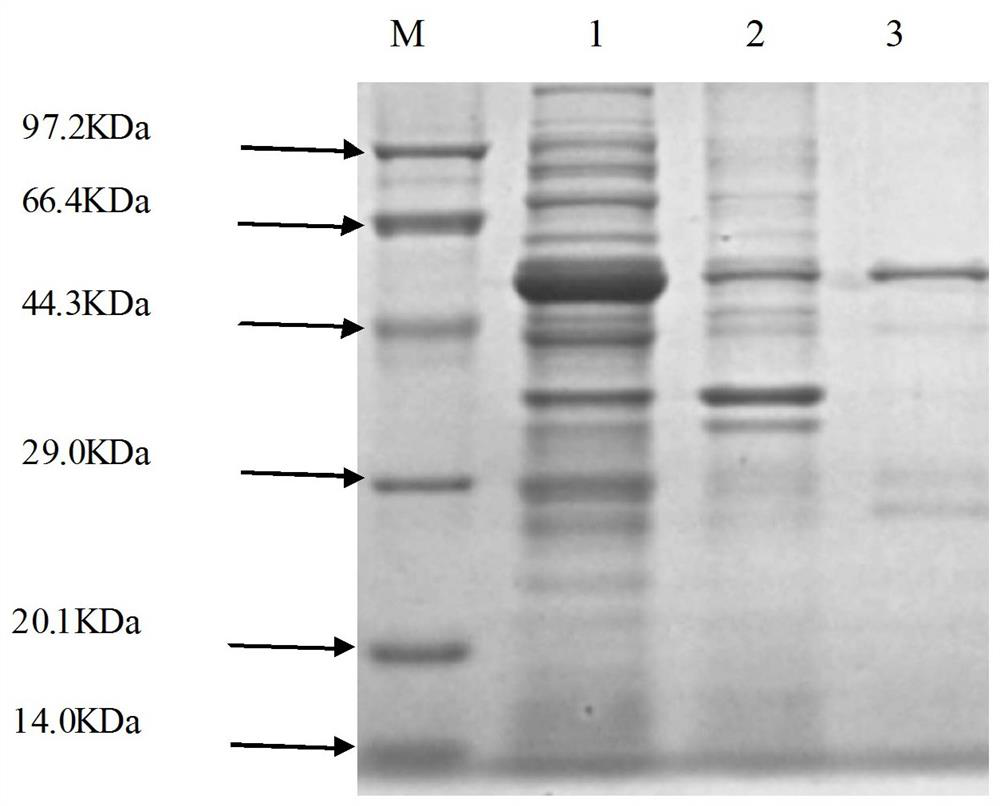 A kind of preparation method and application of Salmonella equine abortus flagellin flic