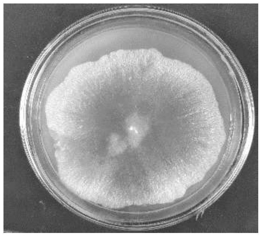 Novel phomopsis fungus strain, preparation method and application