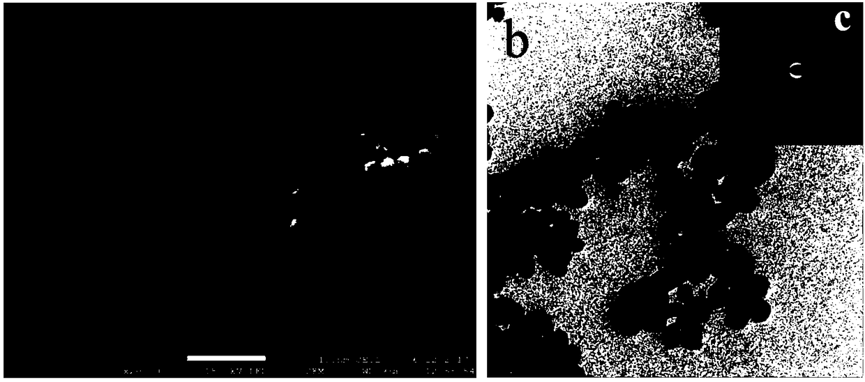 Preparation method and application of ferroferric oxide nanoparticles