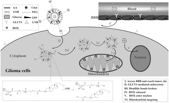 Preparation and Application of Brain Tumor Targeting Liposomes Modified by Glucose and Triphenylphosphonium