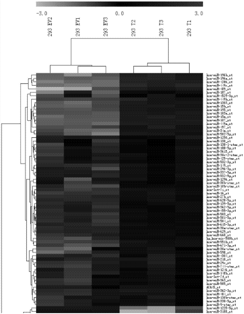 Application of microRNAs in preparation of reagent or kit for early screening or diagnosing Brachyury positive tumors