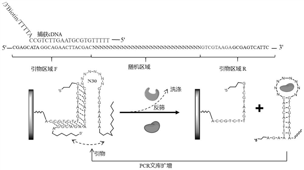 Nucleic acid aptamer of aristolochic acid A as well as screening method and application of nucleic acid aptamer