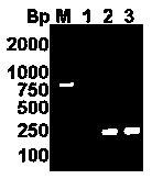 Method for efficiently expressing multi-copy human epidermal growth factor