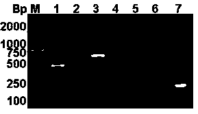 Method for efficiently expressing multi-copy human epidermal growth factor