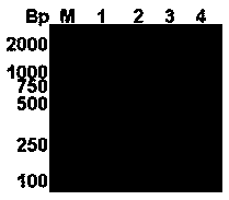 Method for efficiently expressing multi-copy human epidermal growth factor