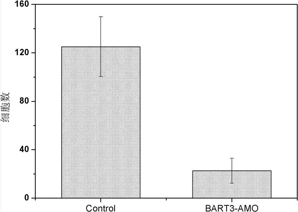 Application of EB virus miR-BART3 antisense oligonucleotides in preparing medicament for treating nasopharyngeal darcinoma