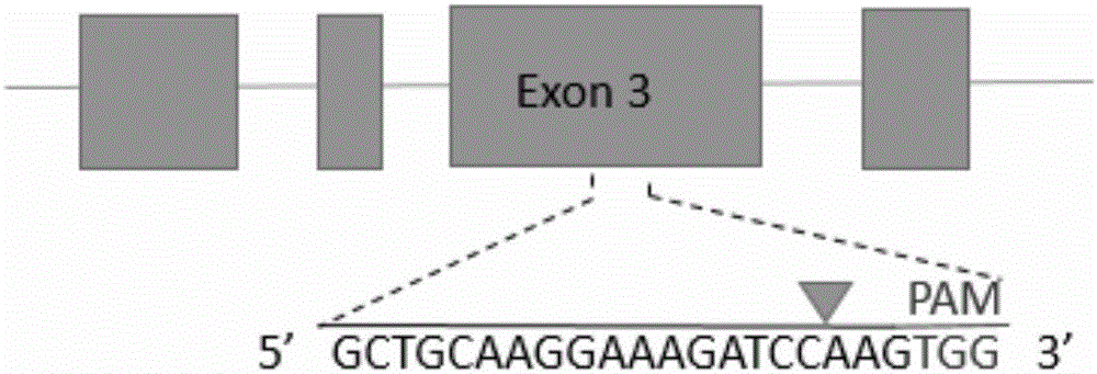 SgRNA directing sequence for specific targeting of human ABCG2 gene and application thereof