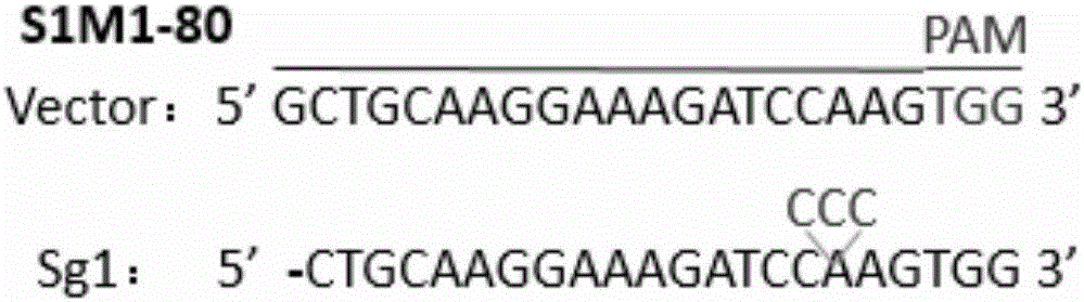 SgRNA directing sequence for specific targeting of human ABCG2 gene and application thereof