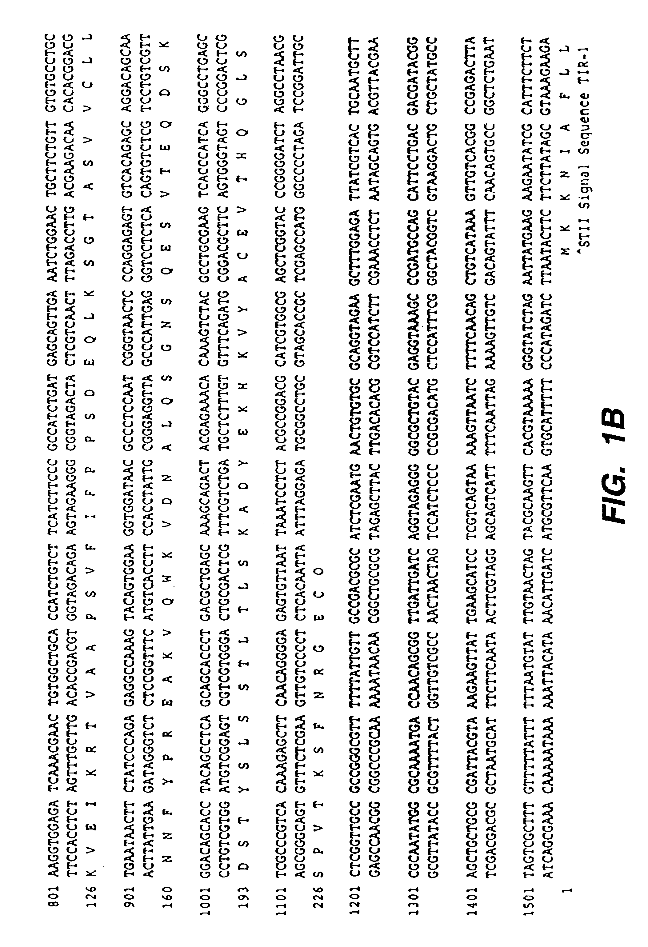 Methods and compositions for increasing antibody production