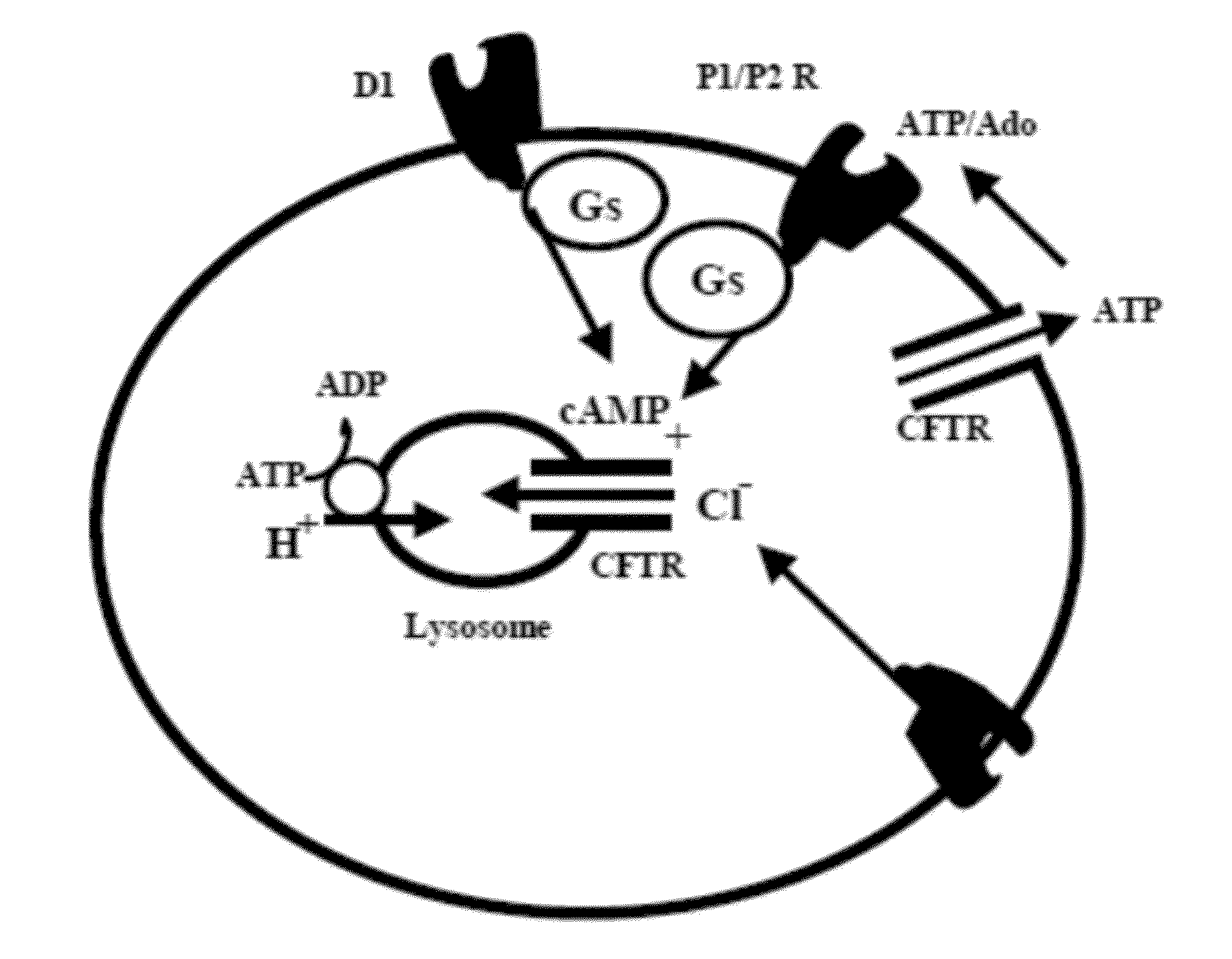 Method For Treatment Of Macular Degeneration By Modulating P2Y12 or P2X7 Receptors