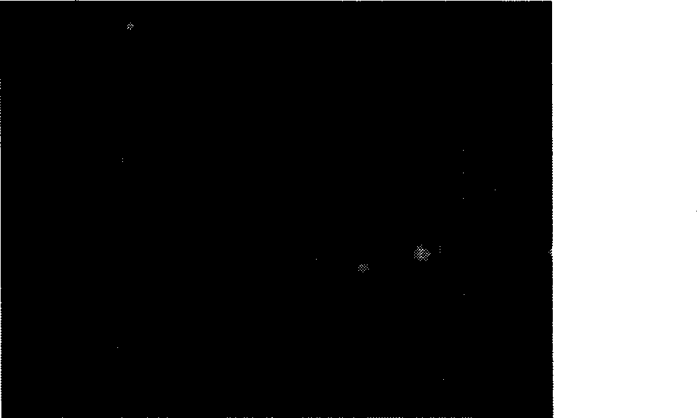 Method for detecting microbial population in sediment by fluorescent in situ hybridization technique