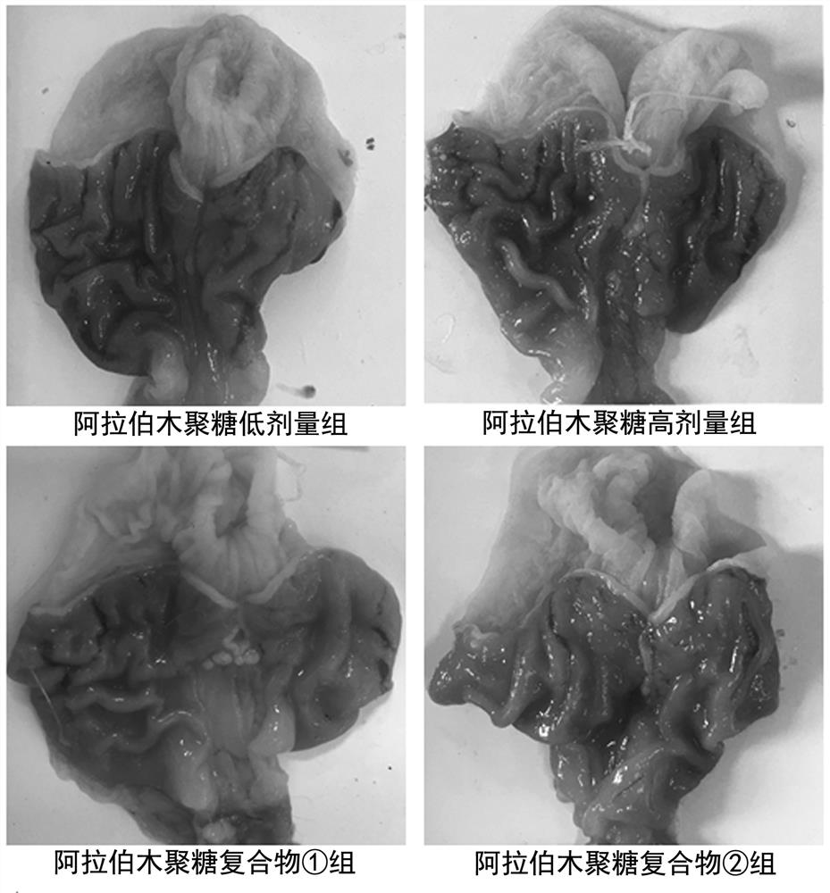 Arabic araboxylan and compound for preventing/treating gastrointestinal mucosa and liver injury