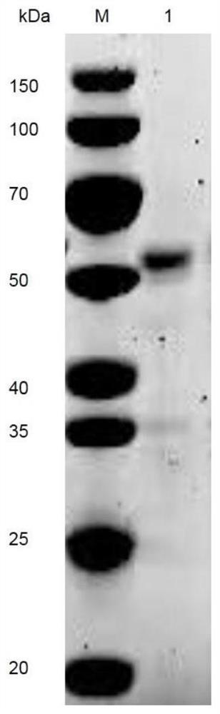 Amine oxidase NDAO, preparation method and application