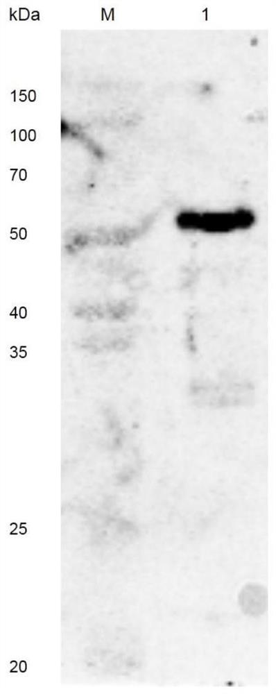 Amine oxidase NDAO, preparation method and application