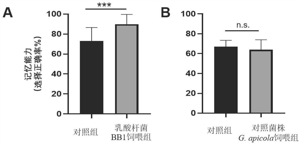 Lactobacillus bb1 enhancing memory ability and its application